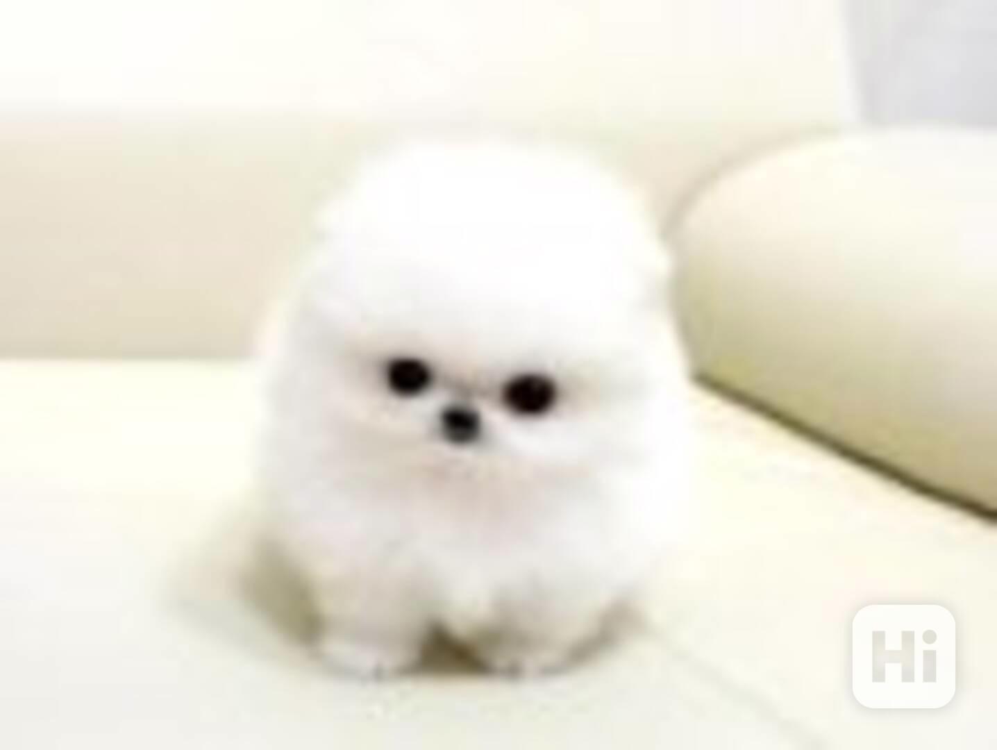 Krásná štěňata pomeraniana v šálku na prodej - foto 1