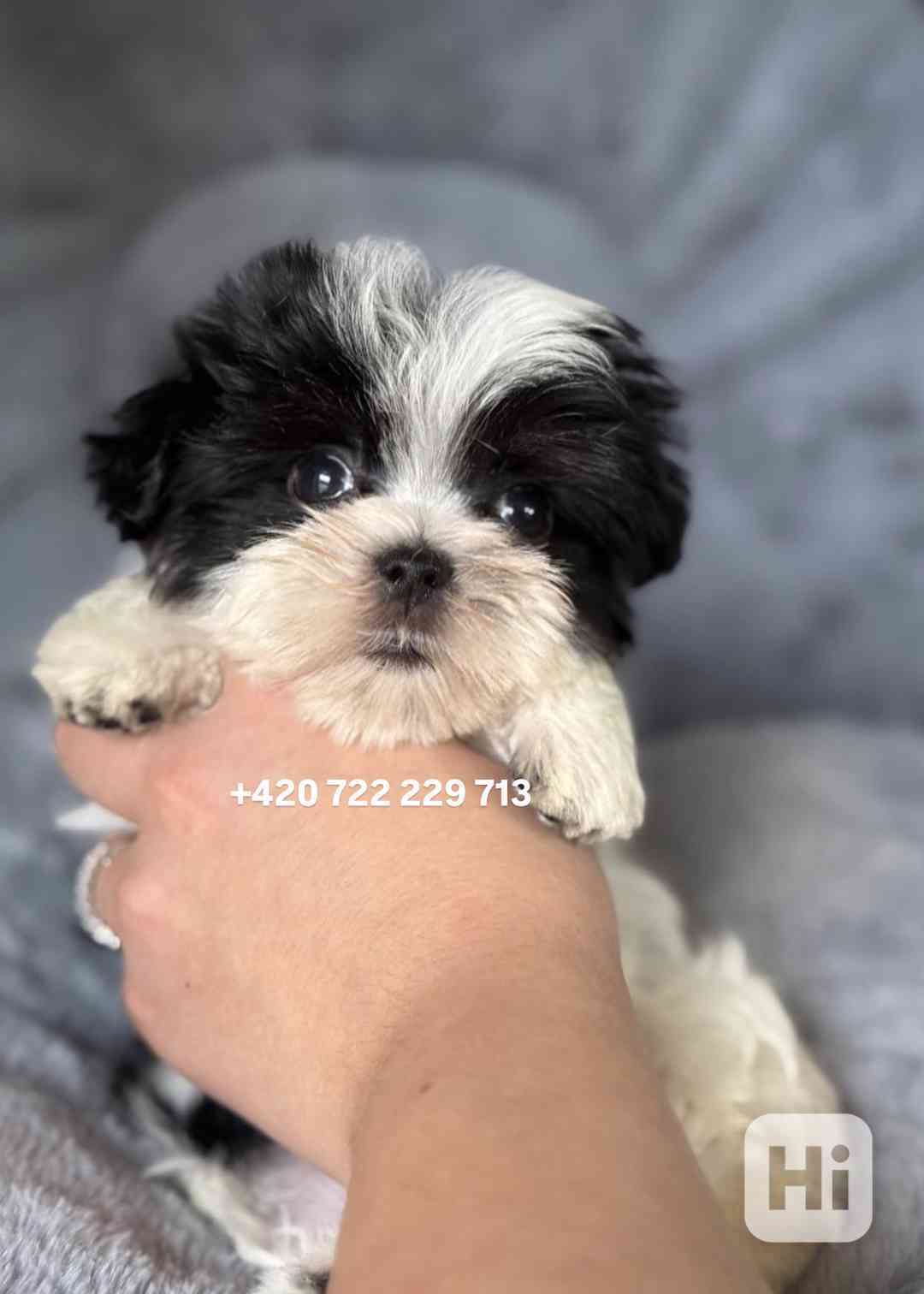 Maltipoo Morkie Peppi Fenka girl female - foto 1