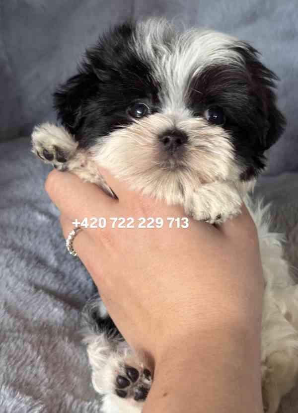 Maltipoo Morkie Peppi Fenka girl female - foto 4