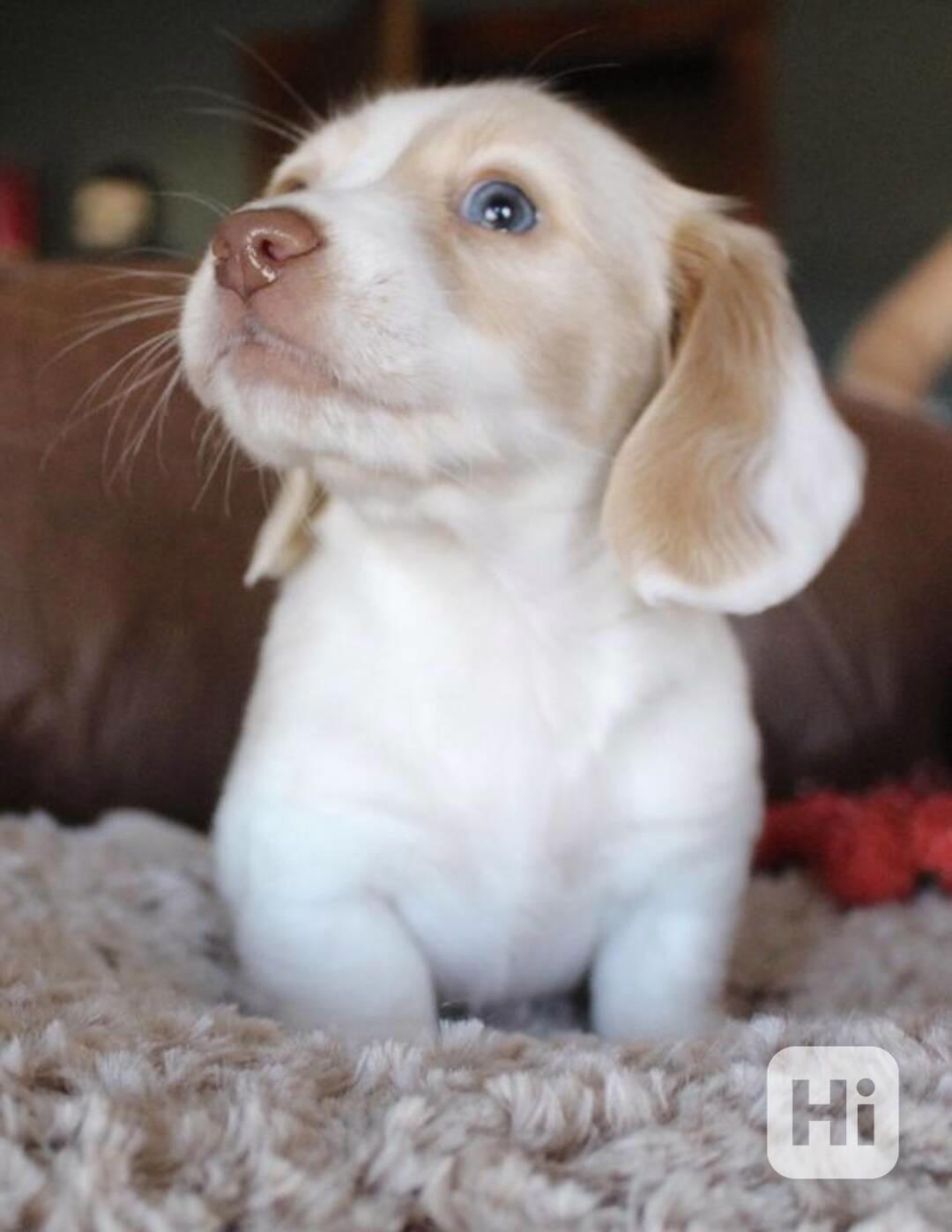  Prodám nádherná štěňátka jezevčíků. - foto 1