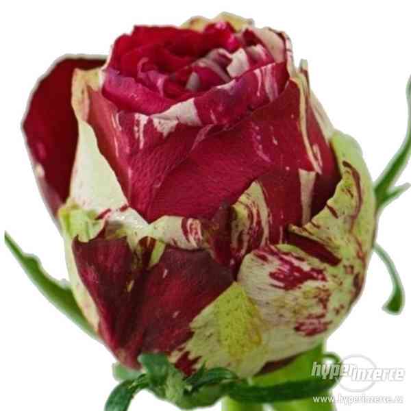 Řezané růže z Holandska - foto 5