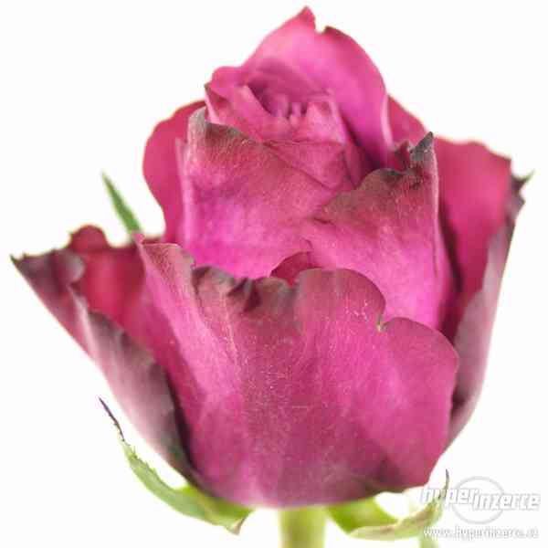 Řezané růže z Holandska - foto 8