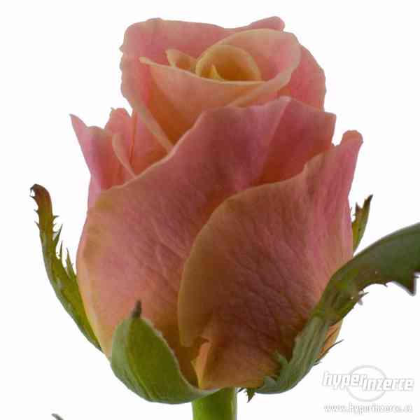 Řezané růže z Holandska - foto 14