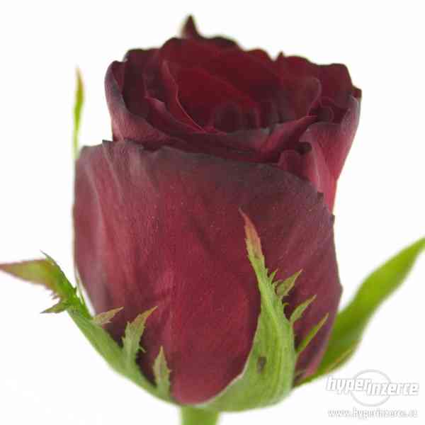 Řezané růže z Holandska - foto 15