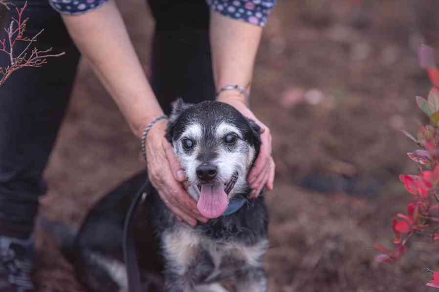 ERIČEK - 9 kg, kastrovaný psíček 9 let - foto 6