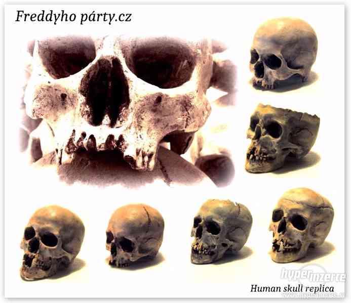 replika lidské lebky a kostí - foto 1