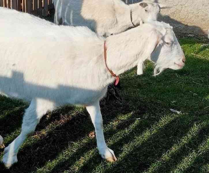Daruji za odvoz dvě mladé bílé kozy
