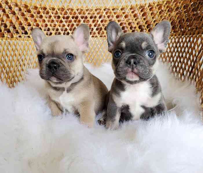 Mini malá štěňátka Francouzský buldočka - foto 1