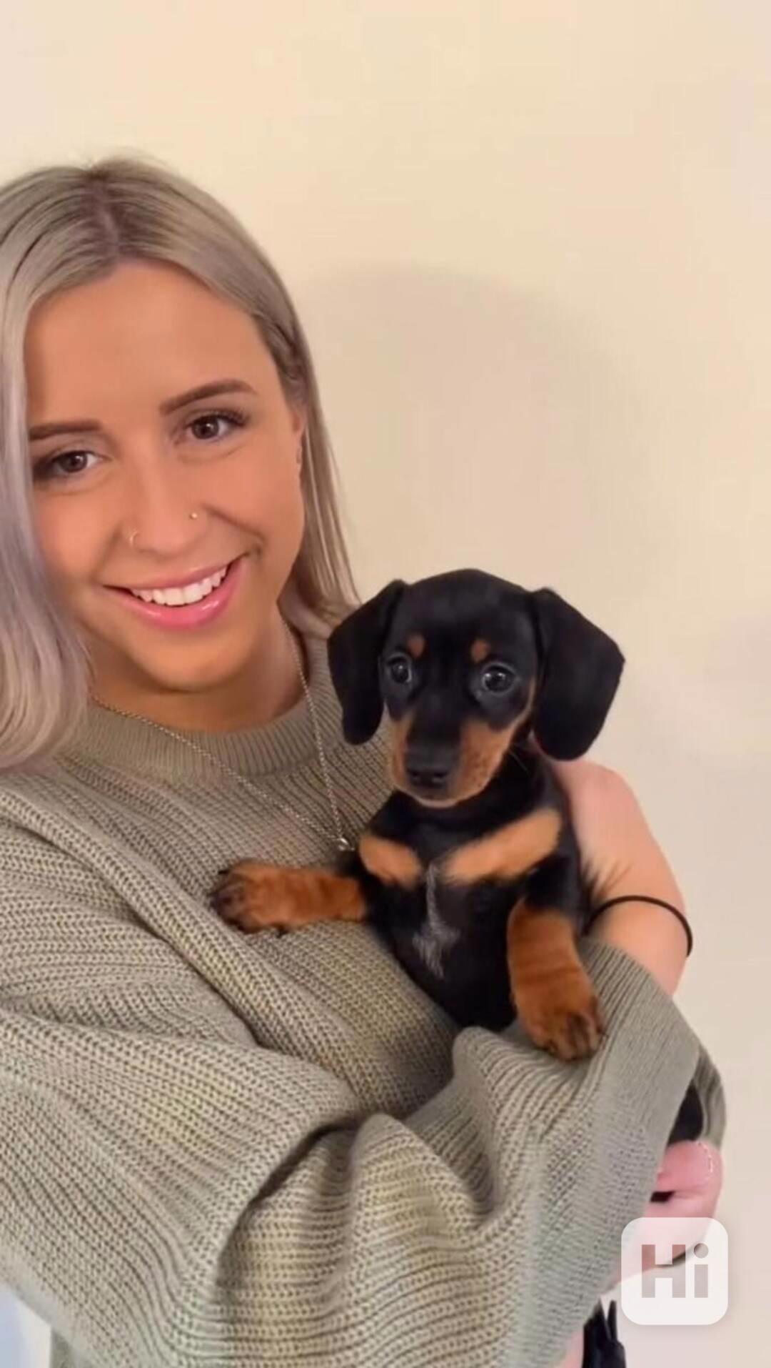 Celkem zdarma štěňata jezevčíka k adopci zdarma  - foto 1