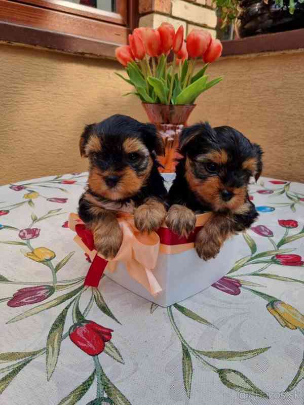Yorkshire terrier bez PP - foto 1