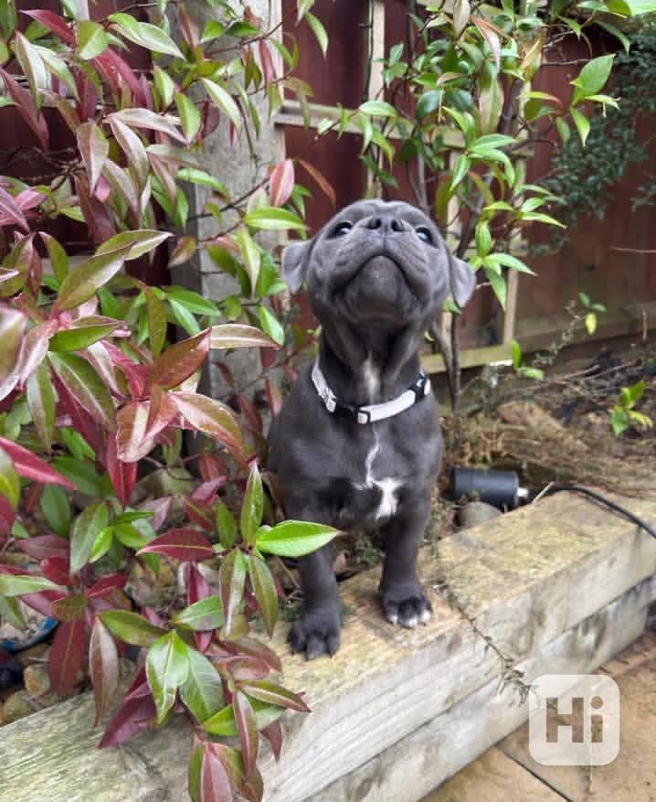 Praktická štěňata americký stafordšírský bulteriér na odběr - foto 1