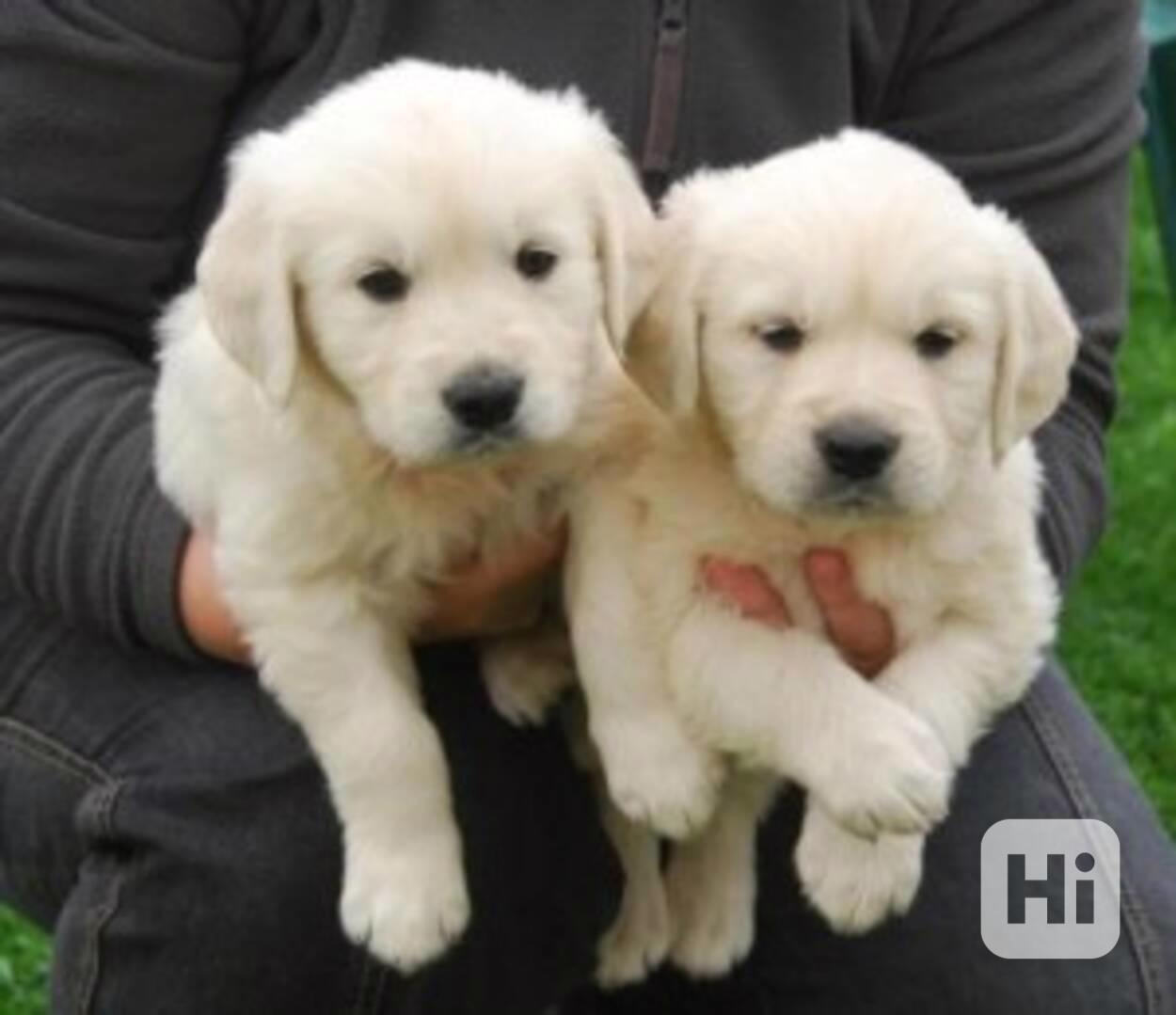 Roztomilá štěňata zlatého retrívra potřebují pečující domov - foto 1