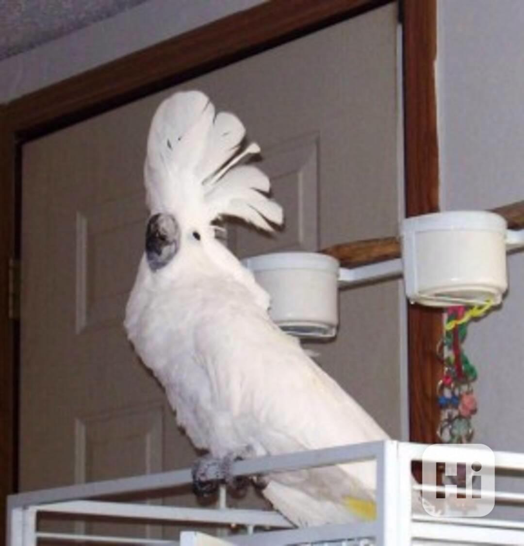 Úžasný vánoční ručně krmený kakadu deštníkový s tváří na pro - foto 1