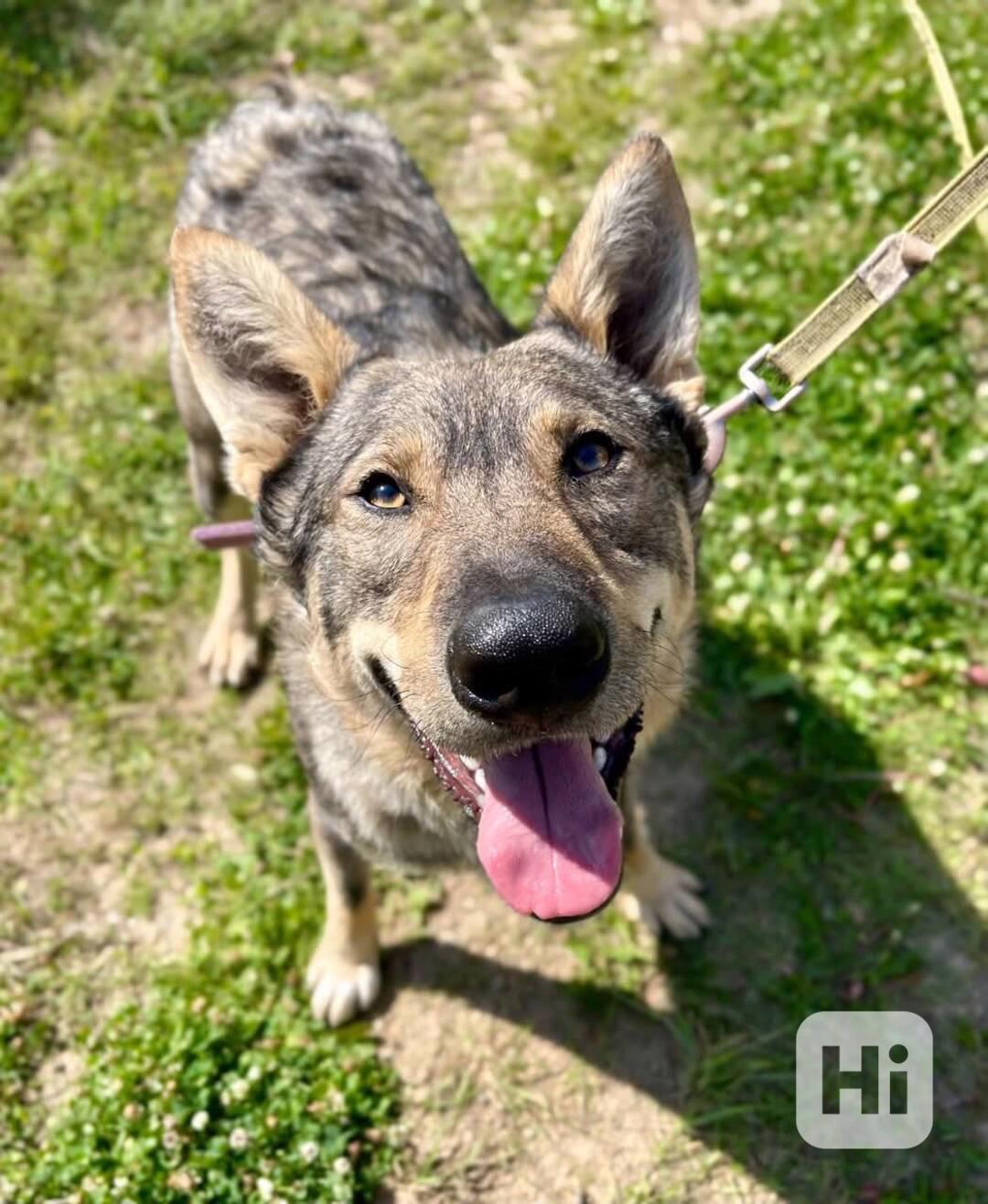 ATREJ - kastrovaný psík 2 roky  - foto 1
