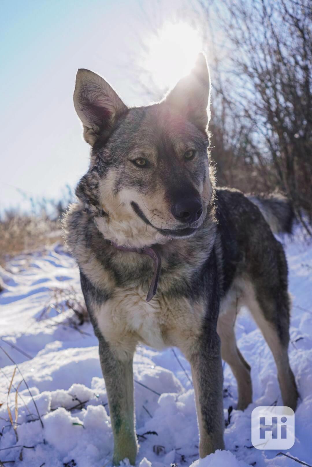 ATREJ - kastrovaný psík 2 roky  - foto 1