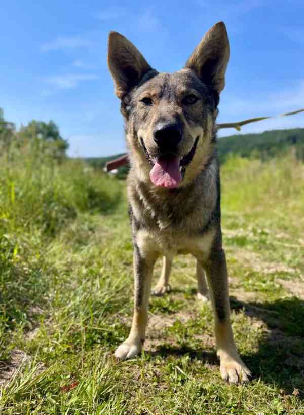 ATREJ - kastrovaný psík 2 roky  - foto 2