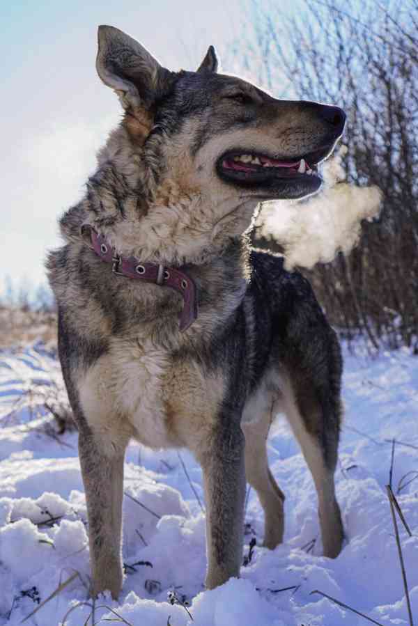 ATREJ - kastrovaný psík 2 roky  - foto 9