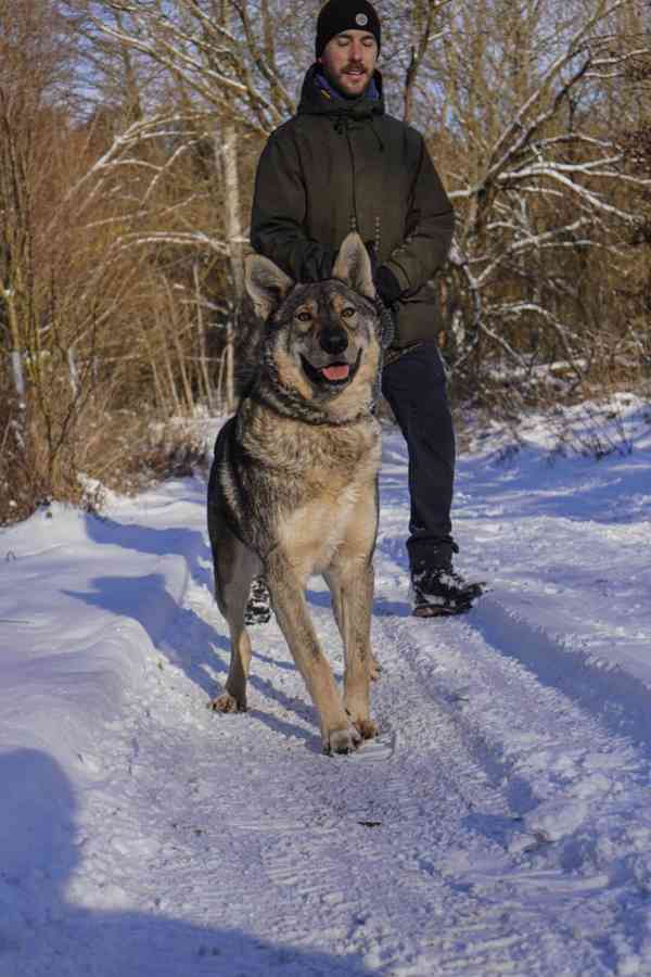 ATREJ - kastrovaný psík 2 roky  - foto 7