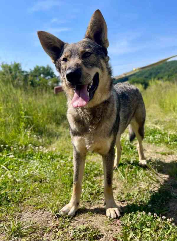 ATREJ - kastrovaný psík 2 roky  - foto 3