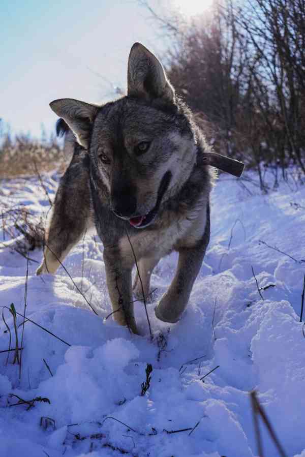 ATREJ - kastrovaný psík 2 roky  - foto 2