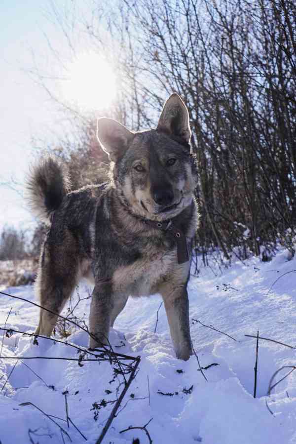 ATREJ - kastrovaný psík 2 roky  - foto 3