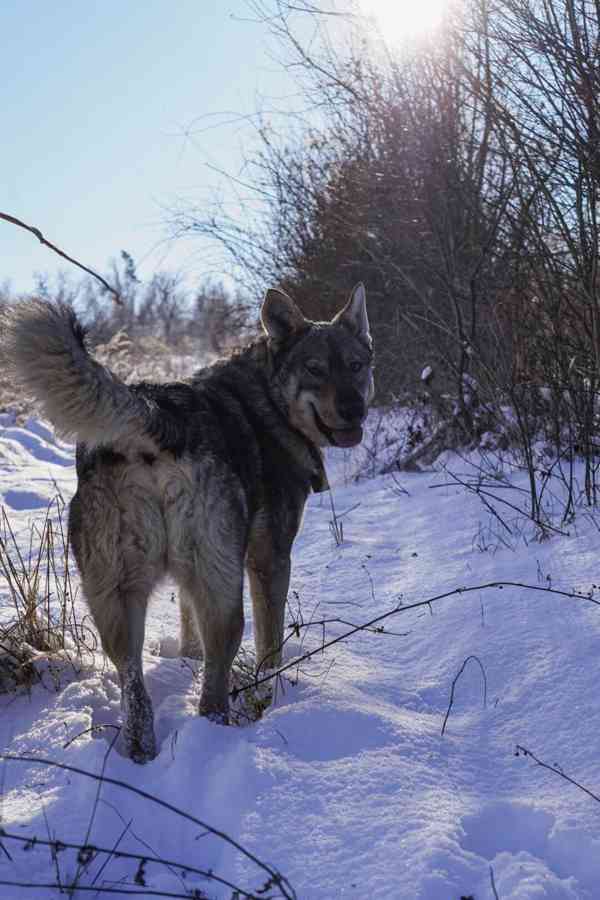 ATREJ - kastrovaný psík 2 roky  - foto 4