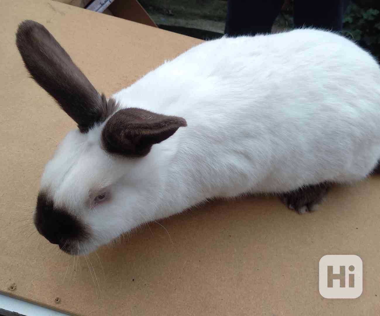 Kalifornský králík  - foto 1