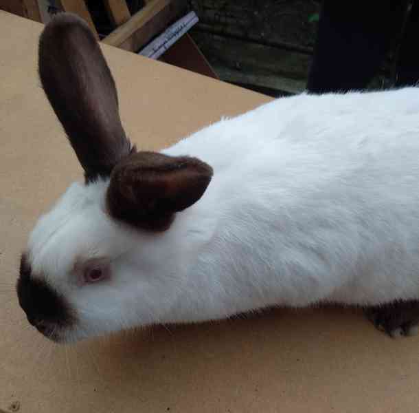 Kalifornský králík  - foto 2