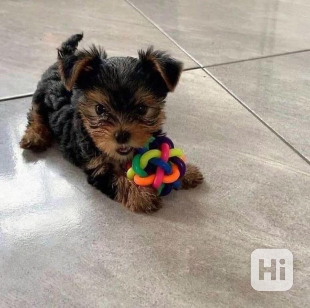 Jorkšírský teriér - foto 1