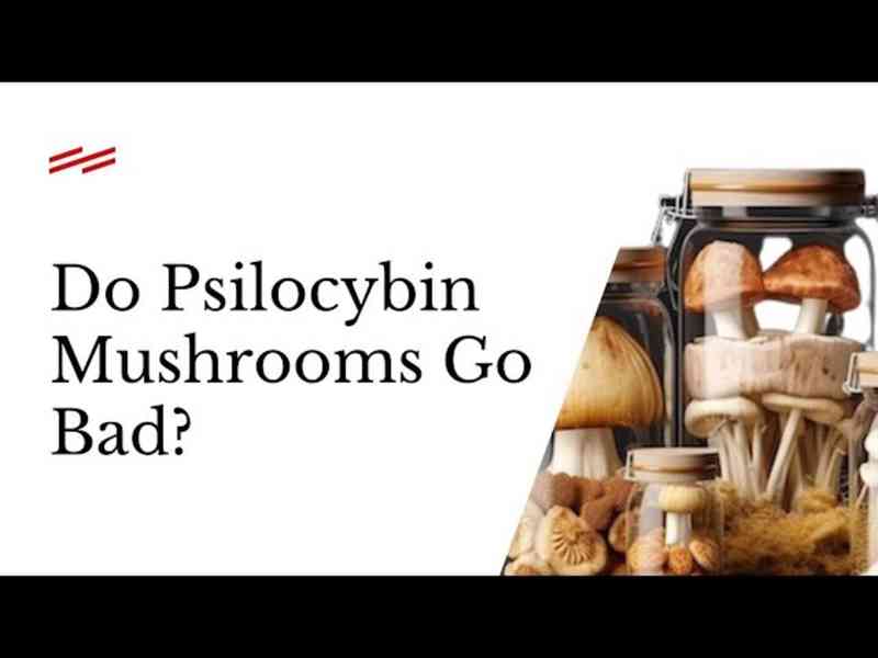 WHERE TO BUY PSILOCYBIN MUSHROOMS ONLINE FAST SHIPPING