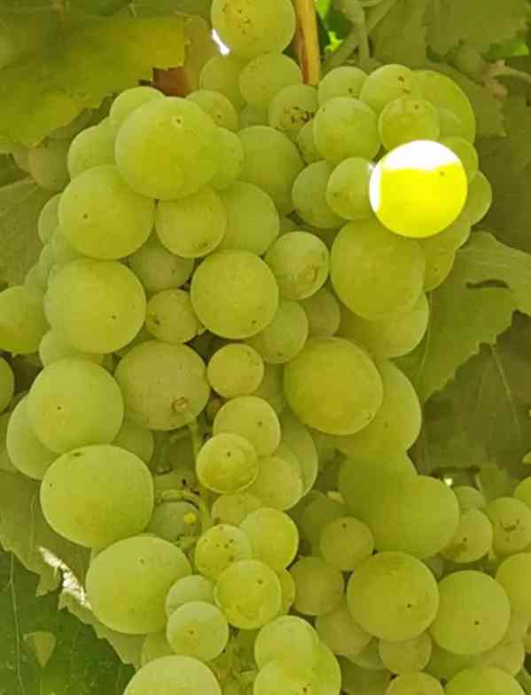 Čerstvé zelené hrozny – Sladké a křupavé 🍇 - foto 5
