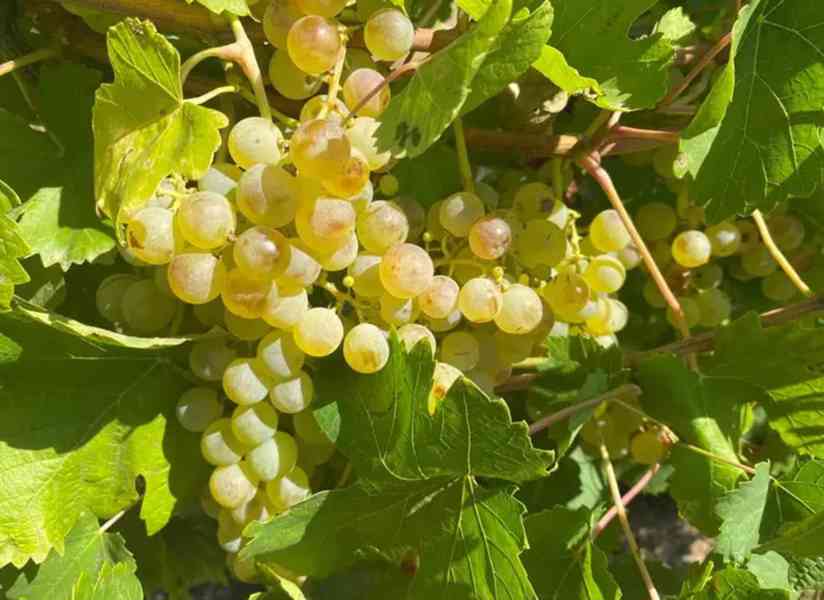 Čerstvé zelené hrozny – Sladké a křupavé 🍇 - foto 6