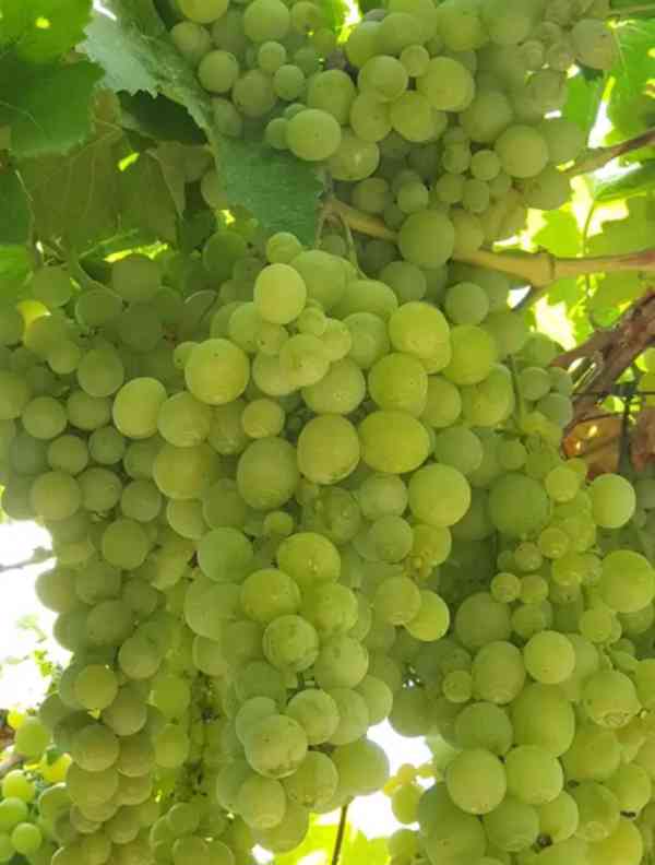 Čerstvé zelené hrozny – Sladké a křupavé 🍇 - foto 2