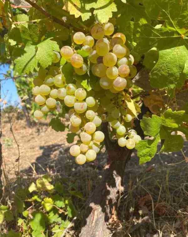 Čerstvé zelené hrozny – Sladké a křupavé 🍇 - foto 7