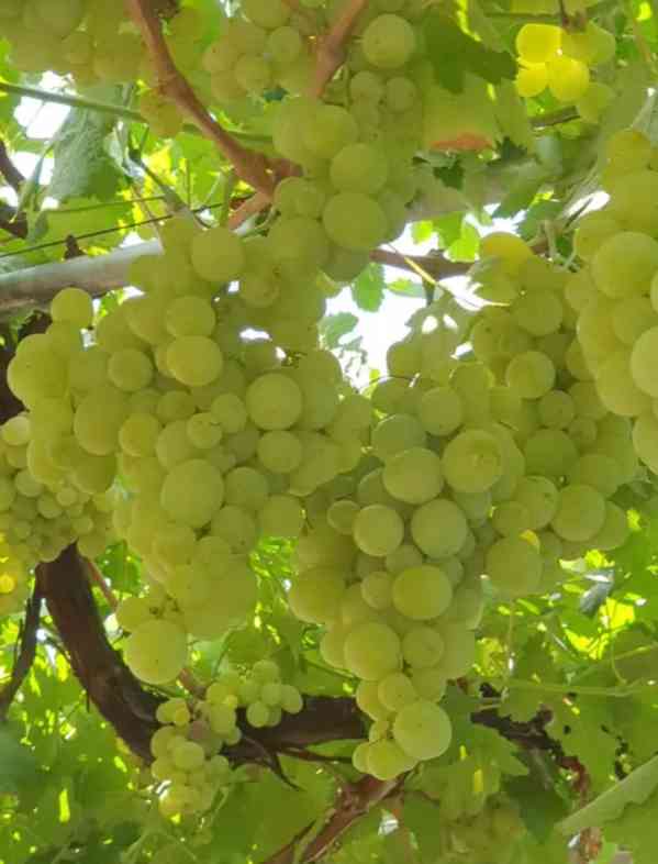 Čerstvé zelené hrozny – Sladké a křupavé 🍇 - foto 3