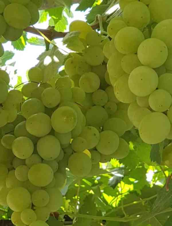 Čerstvé zelené hrozny – Sladké a křupavé 🍇 - foto 4