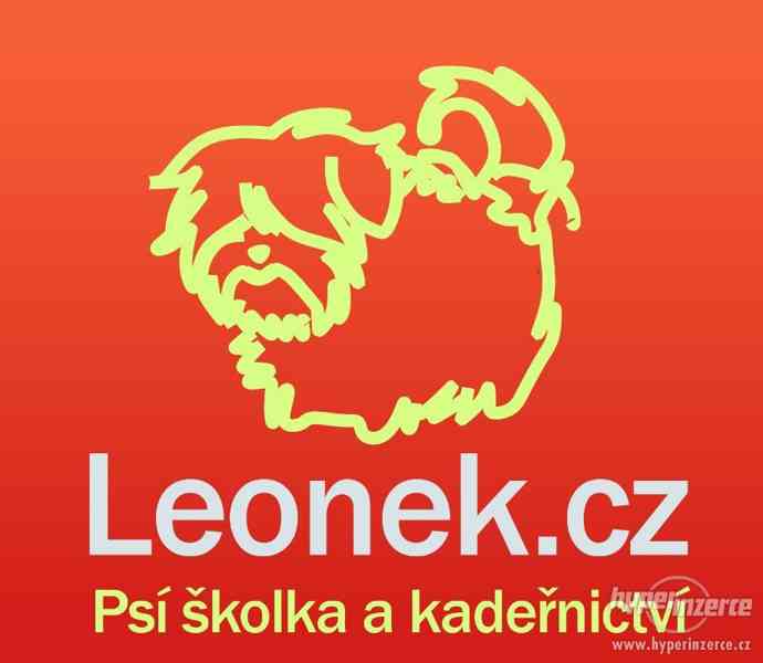 Hlídání pejsků, psí školka Leonek v Brně - foto 1