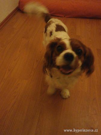 Hlídání pejsků, psí školka Leonek v Brně - foto 2