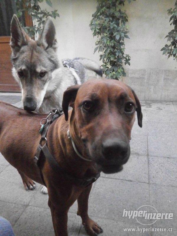 Hlídání pejsků, psí školka Leonek v Brně - foto 3