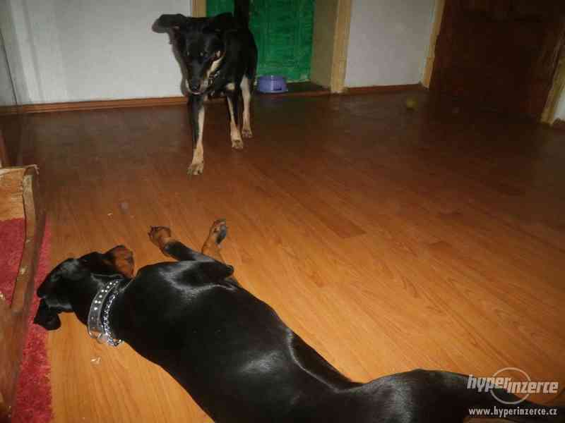 Hlídání pejsků, psí školka Leonek v Brně - foto 4