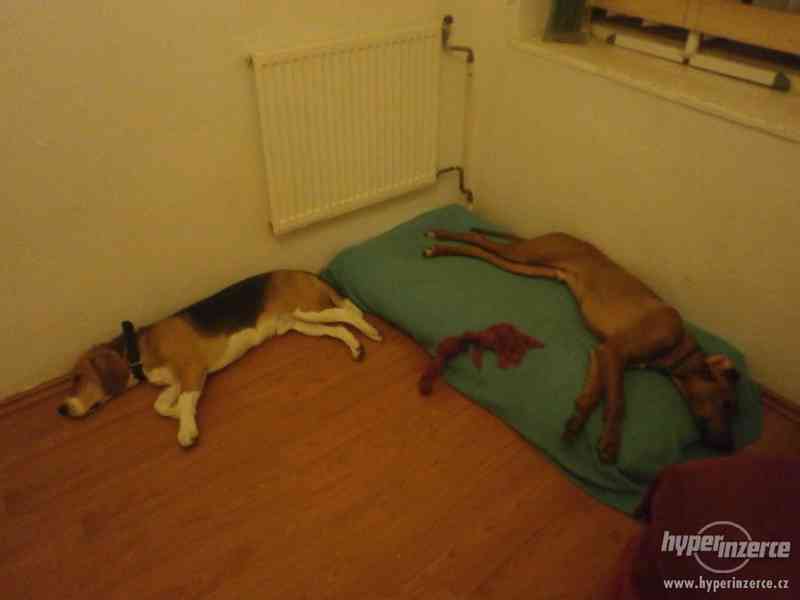 Hlídání pejsků, psí školka Leonek v Brně - foto 5