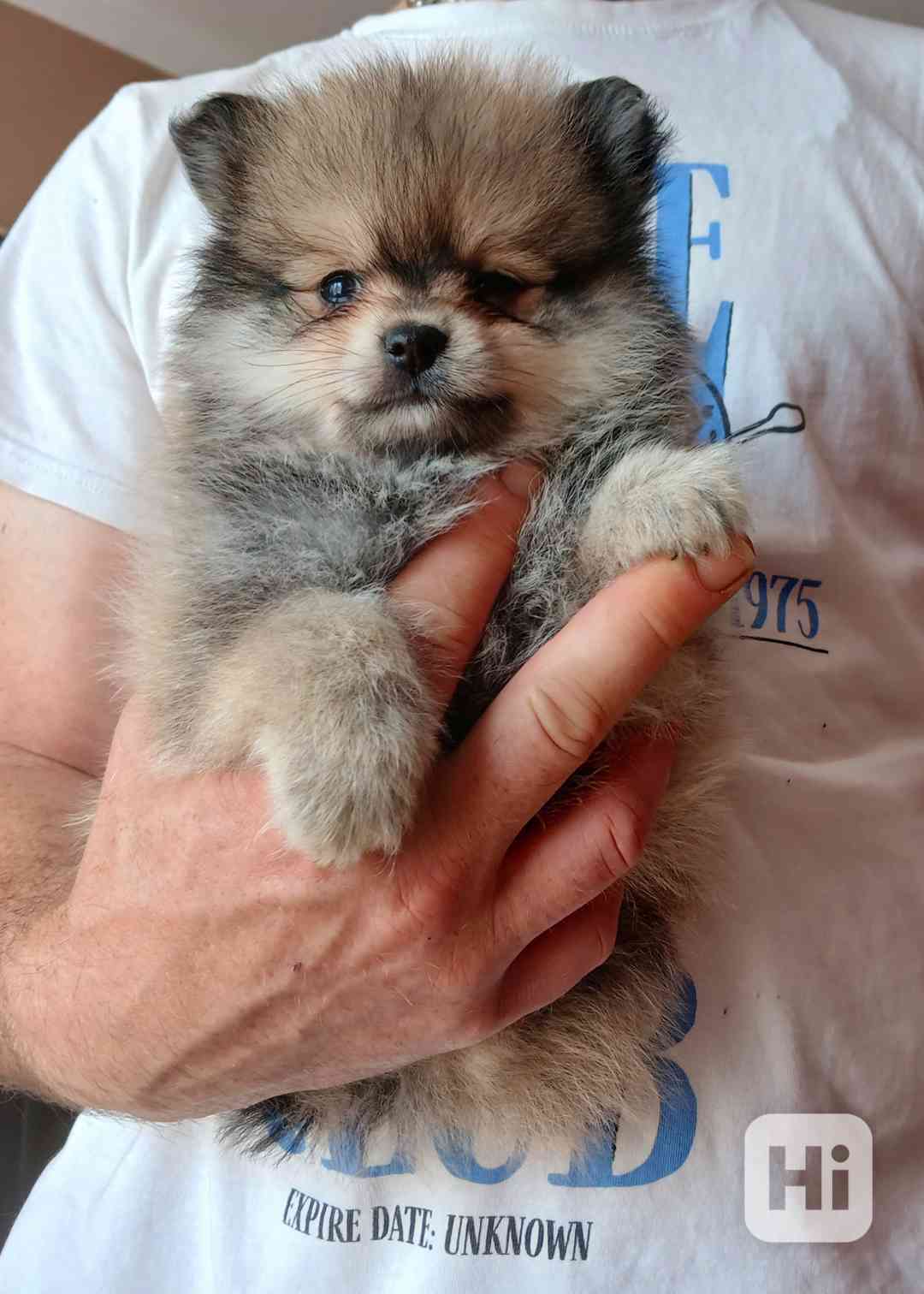 Pomeranian klouček - foto 1