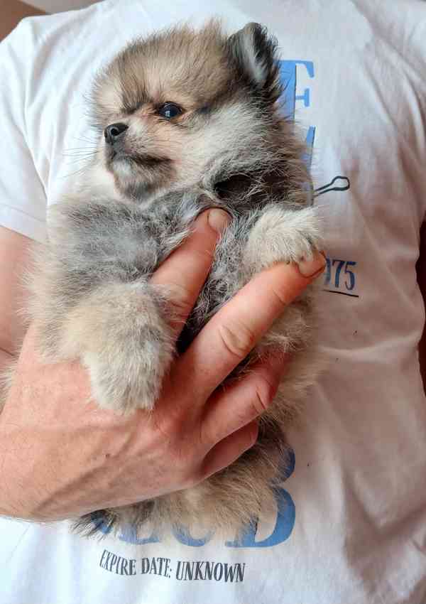 Pomeranian klouček - foto 2