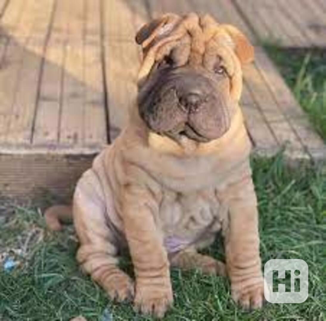 Rozkošná štěňata šarpejů k adopci - foto 1