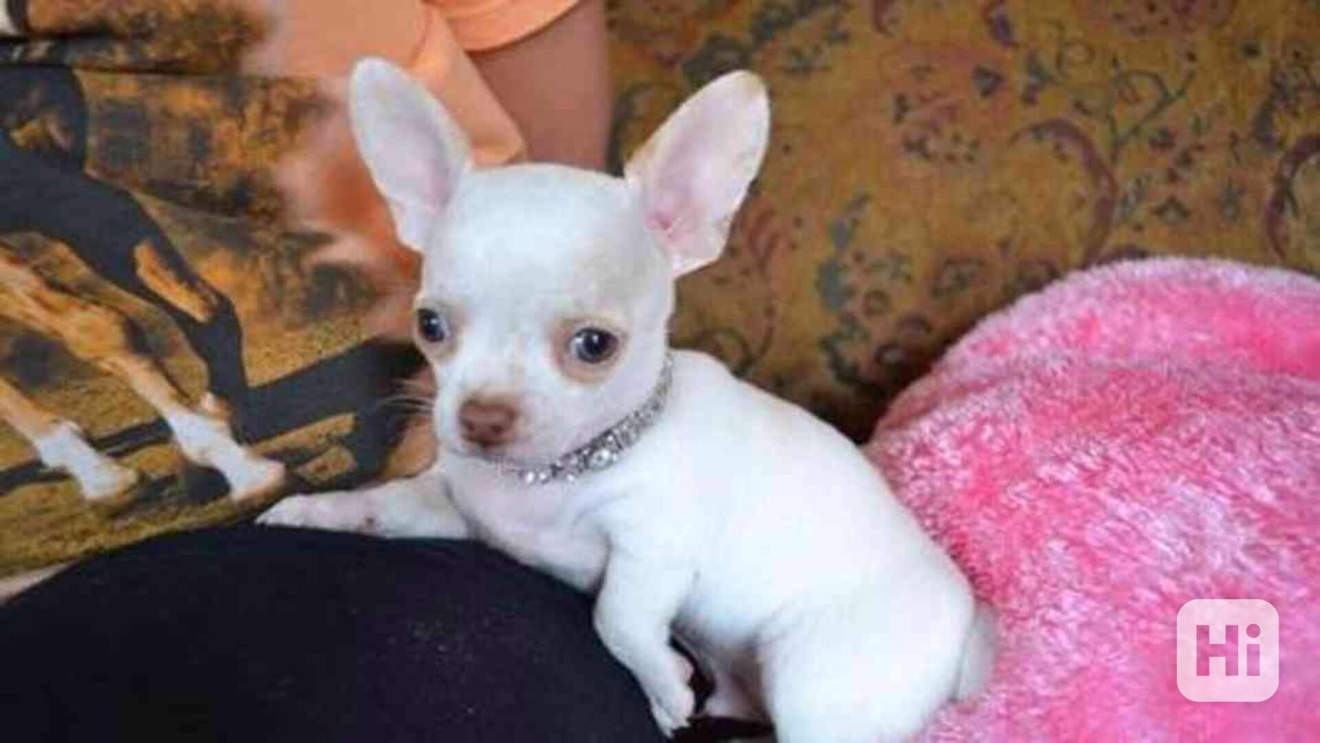 Štěňata čivavy k adopci zdarma - foto 1