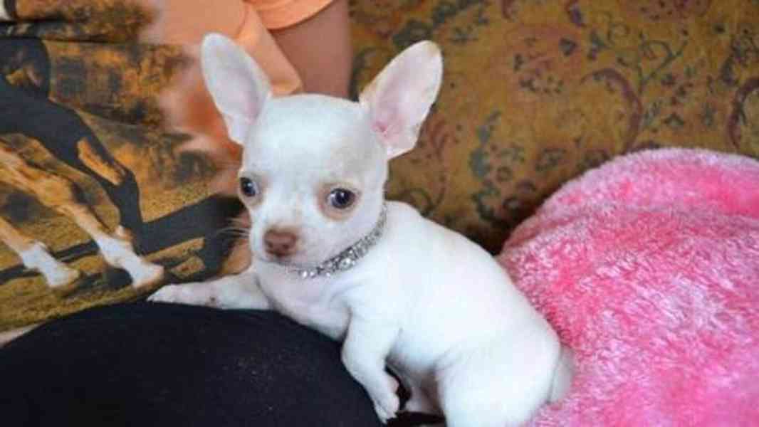 Štěňata čivavy k adopci zdarma