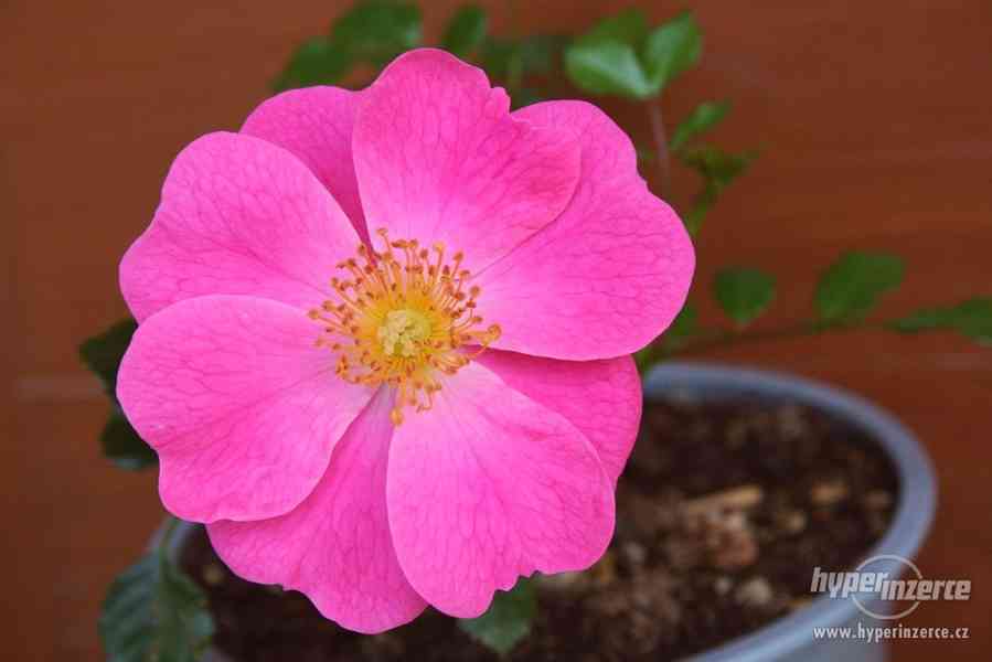 Odolné růže TANTAU - více druhů - foto 1