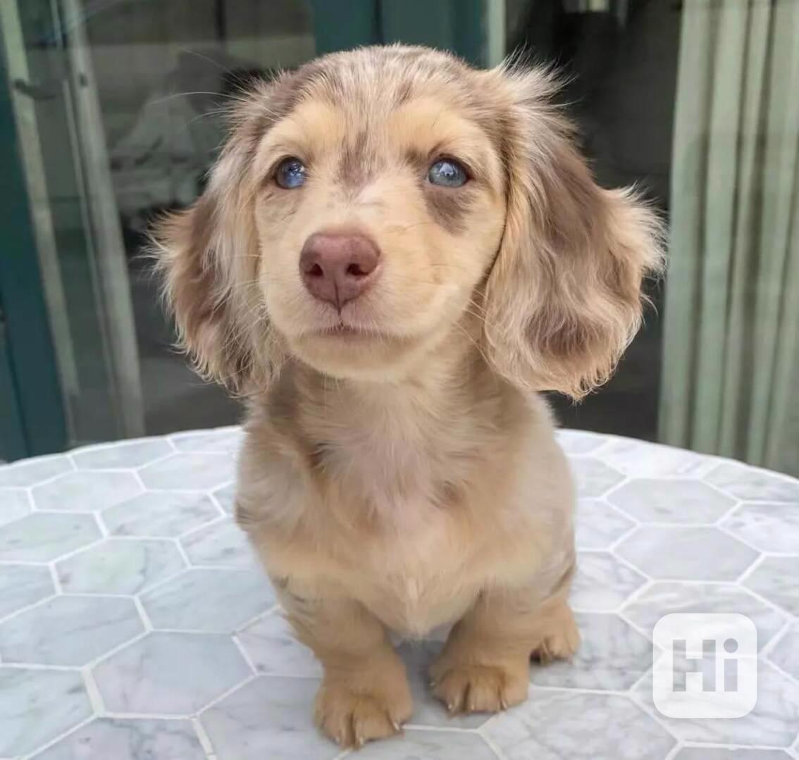 petMiniaturní jezevčí štěňata připravená odejít - foto 1