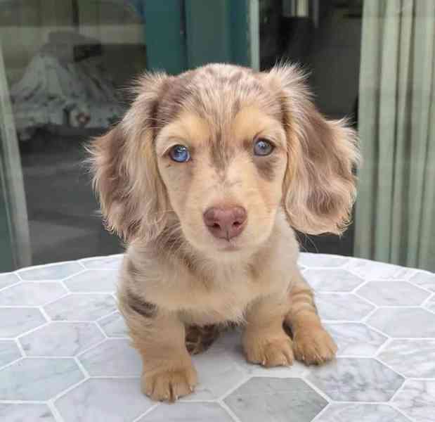 petMiniaturní jezevčí štěňata připravená odejít - foto 2