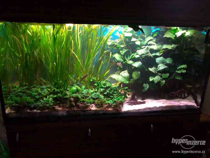 Akvarijni rostliny na prodej - foto 1